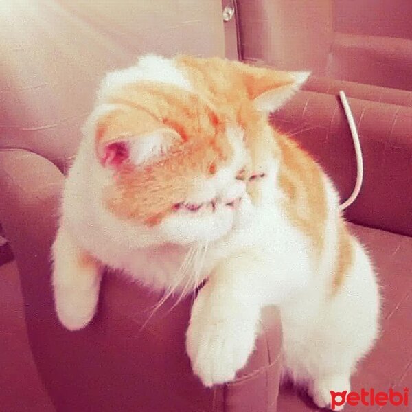 Exotic Shorthair, Kedi  Paşa fotoğrafı