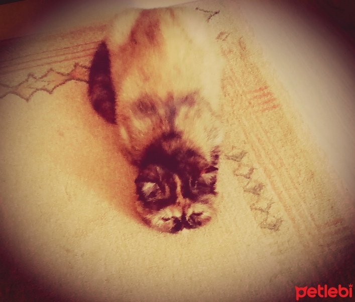 Exotic Shorthair, Kedi  Kristin fotoğrafı