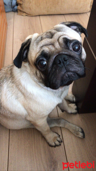 Pug, Köpek  Kimyon fotoğrafı