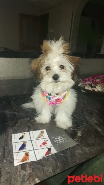 Shih Tzu, Köpek  mişa fotoğrafı