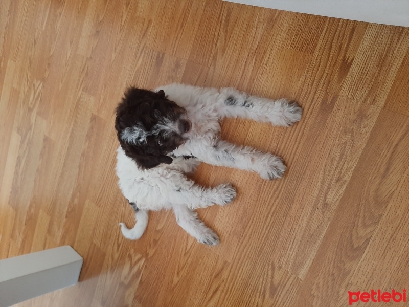 Maltese, Köpek  Mişa fotoğrafı
