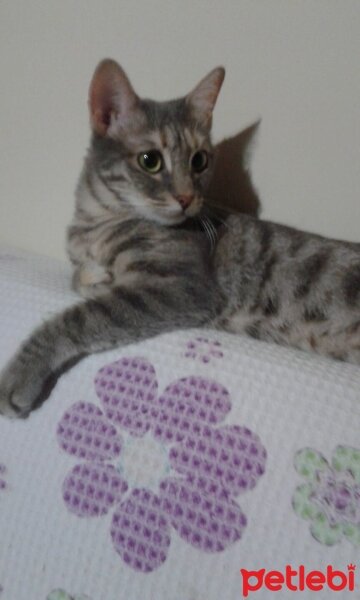 Scottish Fold, Kedi  duman fotoğrafı