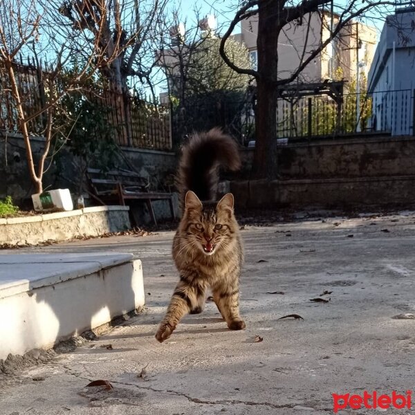 Tekir Kedi, Kedi  Fındık fotoğrafı