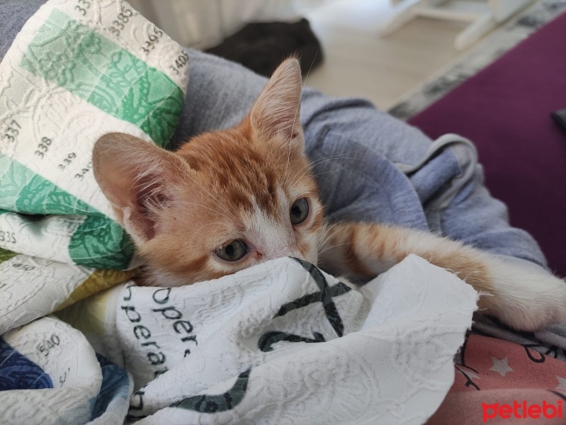 Sarman, Kedi  Sleeper fotoğrafı