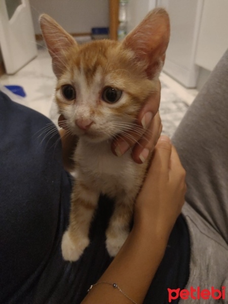 Sarman, Kedi  Sleeper fotoğrafı