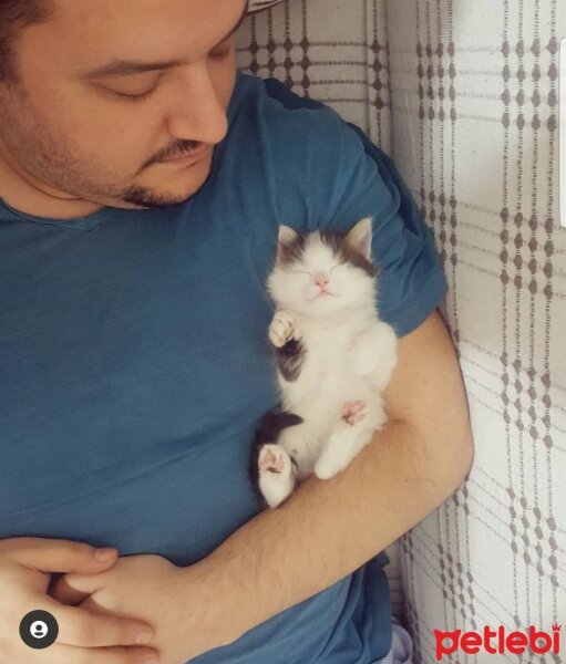 Tekir Kedi, Kedi  Çaki fotoğrafı