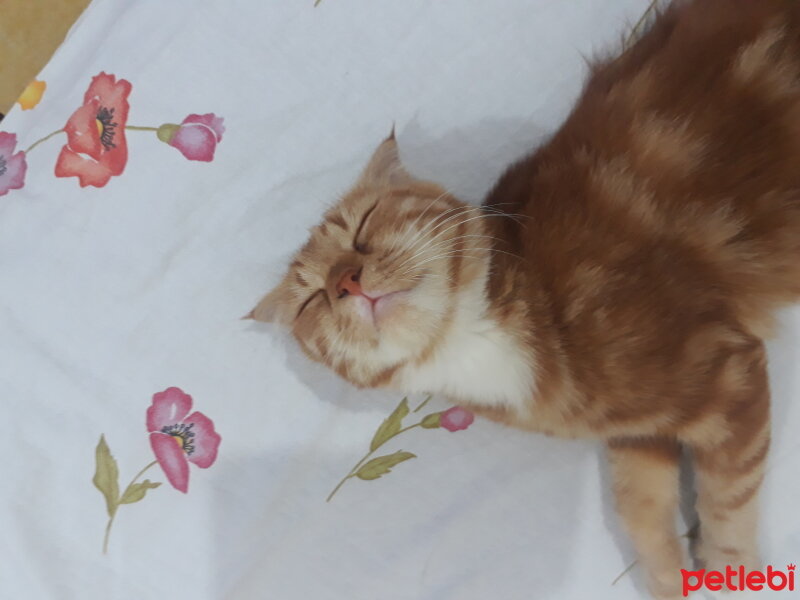 Scottish Fold, Kedi  Balım fotoğrafı