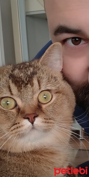 British Shorthair, Kedi  Leo fotoğrafı