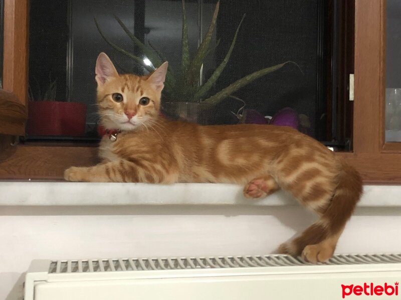 Sarman, Kedi  pars fotoğrafı