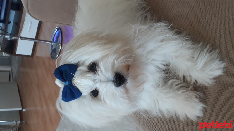 Maltese, Köpek  İnci fotoğrafı