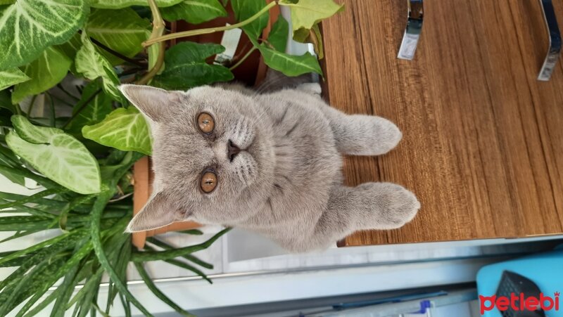 British Shorthair, Kedi  Tori fotoğrafı