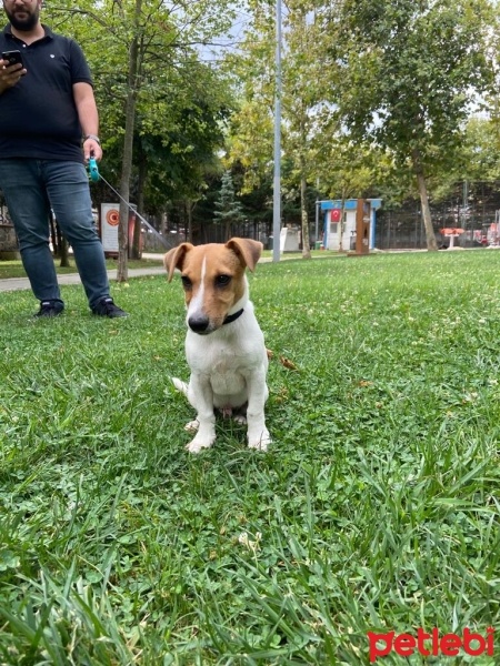 Jack Russell Terrier, Köpek  Junior fotoğrafı