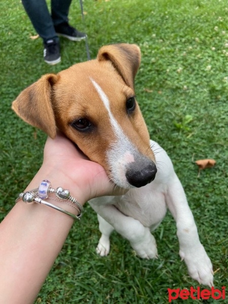 Jack Russell Terrier, Köpek  Junior fotoğrafı
