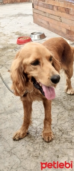 Amerikan Cocker Spaniel, Köpek  Bobby fotoğrafı