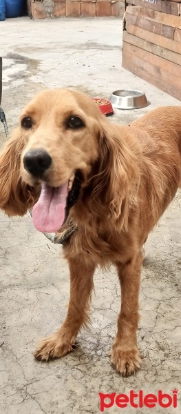 Amerikan Cocker Spaniel, Köpek  Bobby fotoğrafı