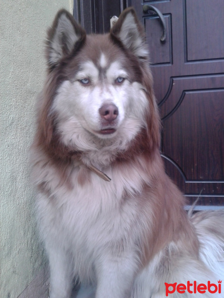 Sibirya Kurdu (Husky), Köpek  PAŞA fotoğrafı
