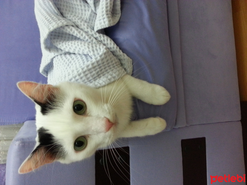 Tekir Kedi, Kedi  Barni fotoğrafı