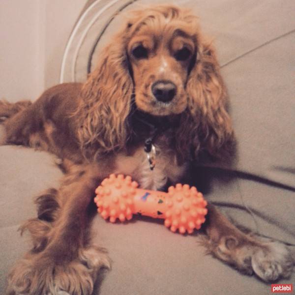 Amerikan Cocker Spaniel, Köpek  lili fotoğrafı