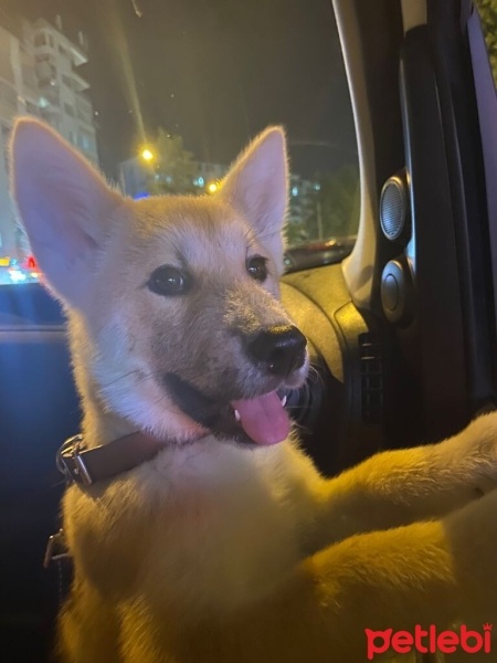Akita İnu, Köpek  Teddy fotoğrafı