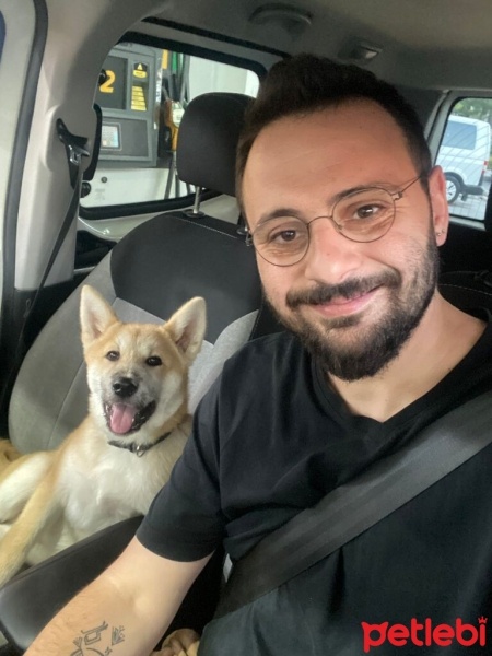 Akita İnu, Köpek  Teddy fotoğrafı