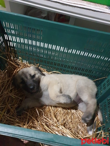 Kangal, Köpek  Yavru fotoğrafı