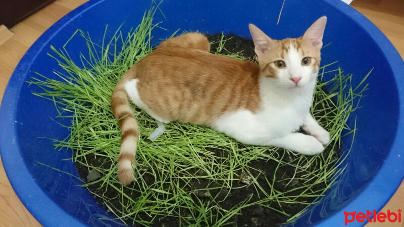 Oriental Longhair, Kedi  sary fotoğrafı