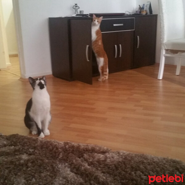 Oriental Longhair, Kedi  sary fotoğrafı