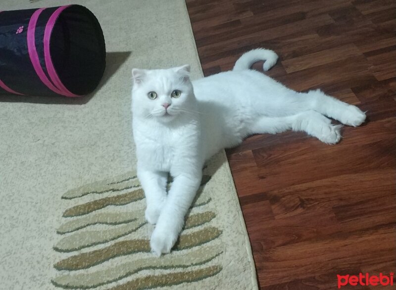 Scottish Fold, Kedi  Bamya fotoğrafı