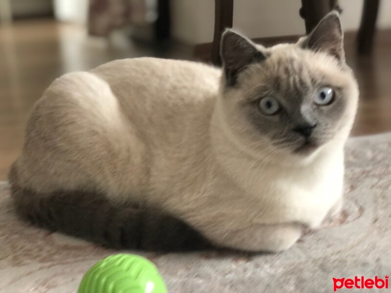 British Shorthair, Kedi  Çakıl fotoğrafı