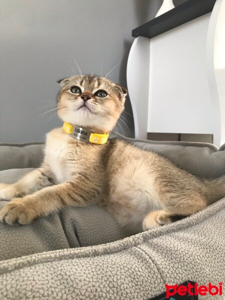 Scottish Fold, Kedi  Lokma fotoğrafı