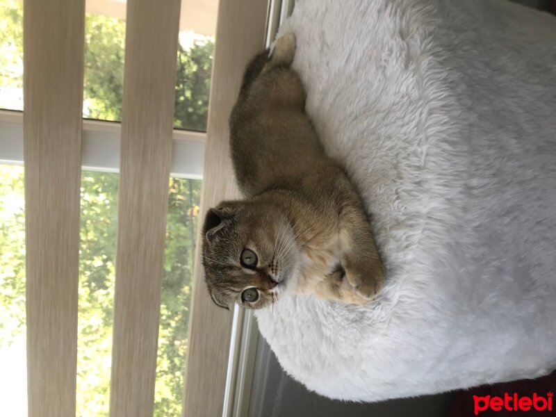 Scottish Fold, Kedi  Lokma fotoğrafı