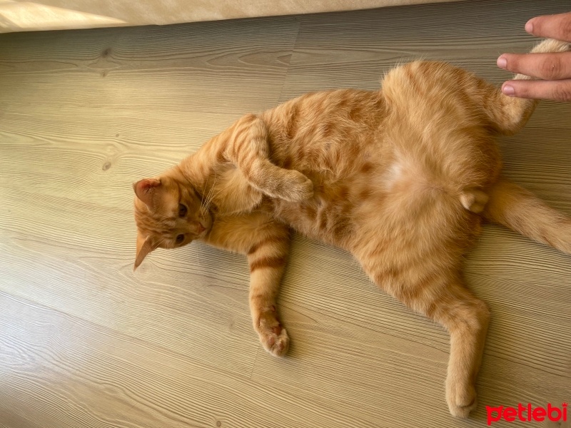 Sarman, Kedi  Minnoş fotoğrafı