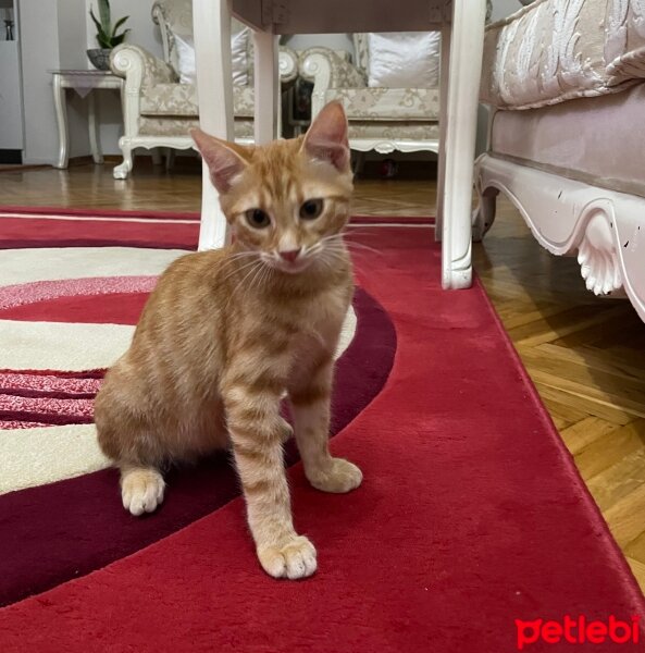 Sarman, Kedi  Çedar fotoğrafı