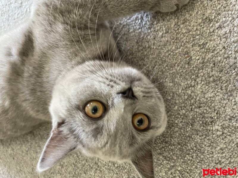 British Shorthair, Kedi  Mia fotoğrafı