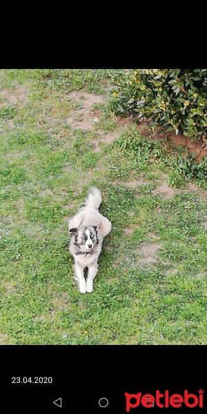 Sibirya Kurdu (Husky), Köpek  Karamel fotoğrafı