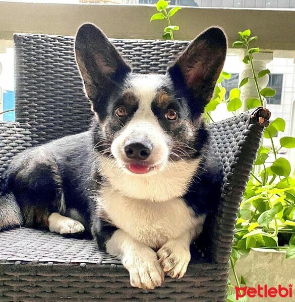 Cardigan Welsh Corgi, Köpek  Joey fotoğrafı