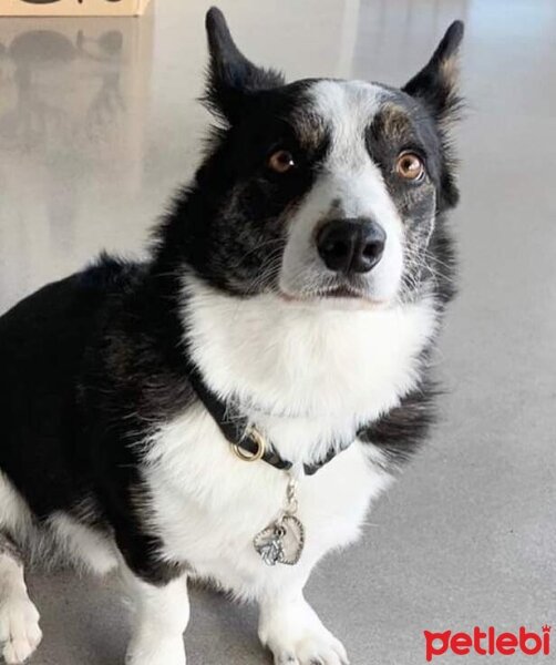 Cardigan Welsh Corgi, Köpek  Joey fotoğrafı