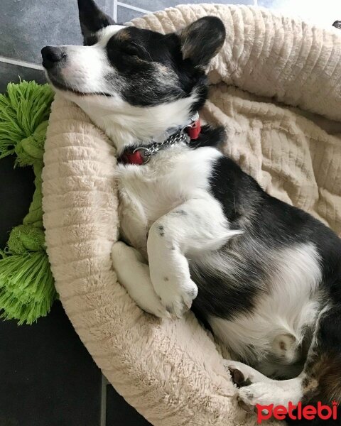 Cardigan Welsh Corgi, Köpek  Joey fotoğrafı