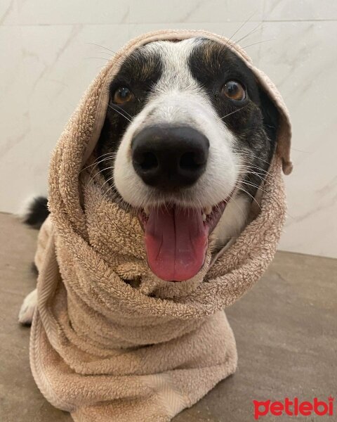 Cardigan Welsh Corgi, Köpek  Joey fotoğrafı