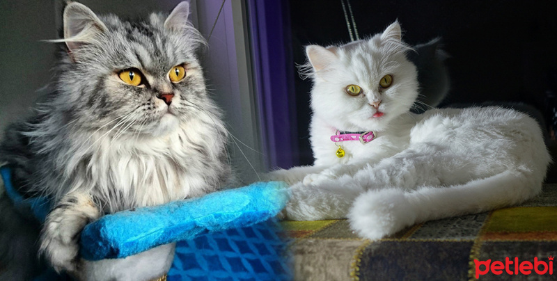 Chinchilla, Kedi  Tigris & Bella Bicchi fotoğrafı