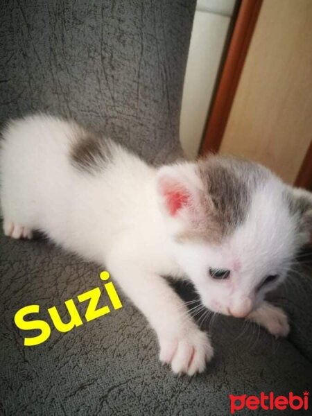 Ankara Kedisi, Kedi  Suzi fotoğrafı