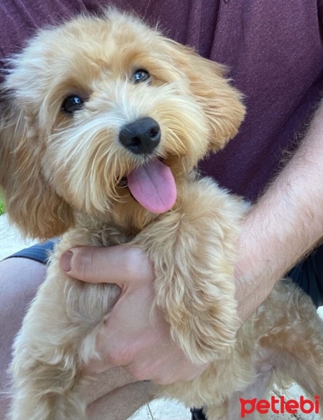 Poodle (Minyatür Kaniş), Köpek  İzzy fotoğrafı