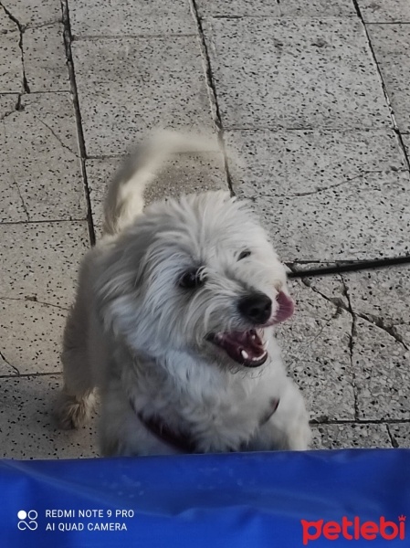 Maltese, Köpek  Pamuk fotoğrafı