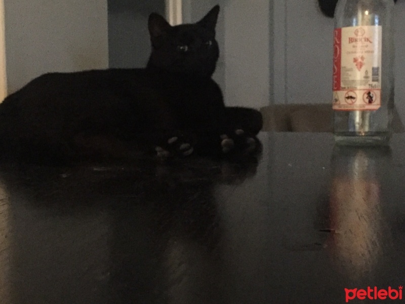 Bombay, Kedi  Şaman fotoğrafı