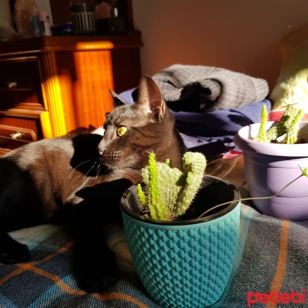 Bombay, Kedi  Şaman fotoğrafı