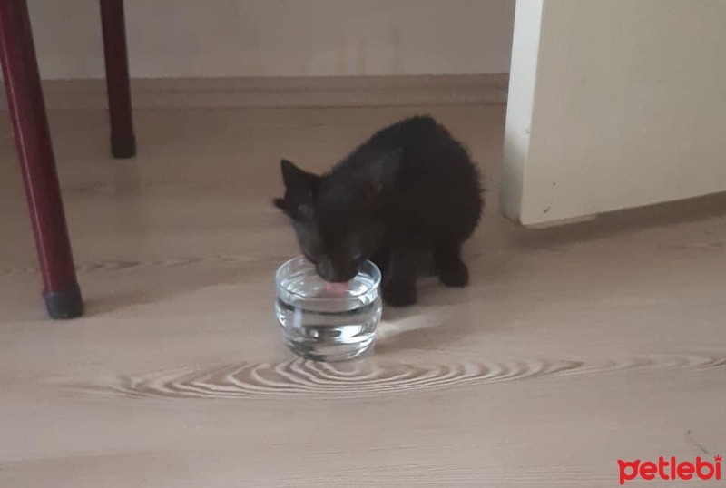 Bombay, Kedi  Şaman fotoğrafı