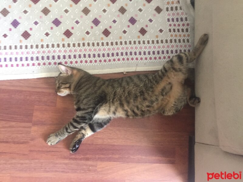 Tekir Kedi, Kedi  Orman fotoğrafı