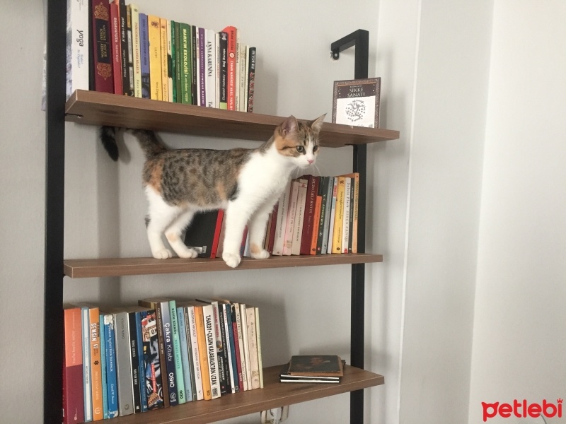 Tekir Kedi, Kedi  Prenses fotoğrafı