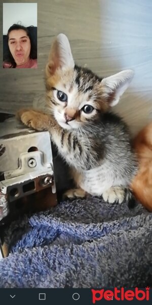 Tekir Kedi, Kedi  Pıtırcık, şıpıtık ve diğer kardeşleri fotoğrafı