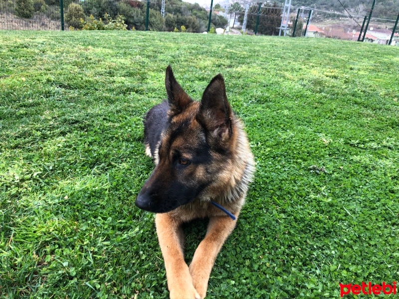 Alman Çoban Köpeği, Köpek  Hera fotoğrafı